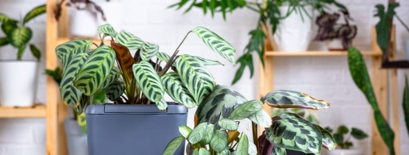 Indoor houseplants displayed on shelves, adding natural greenery to a bright home interior