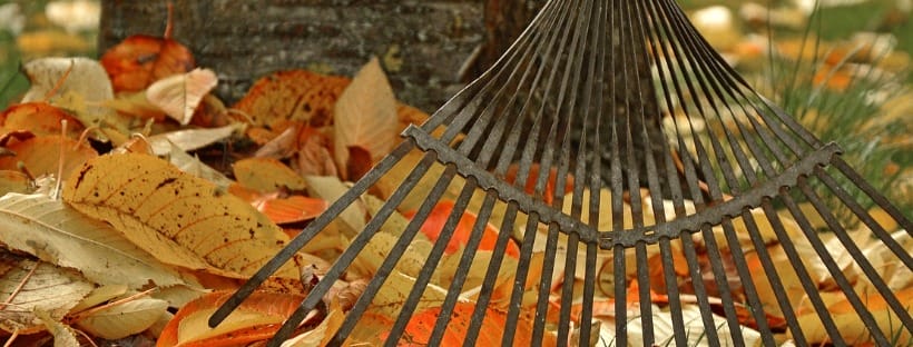 Person raking autumn leaves on a yard and prepping the lawn.
