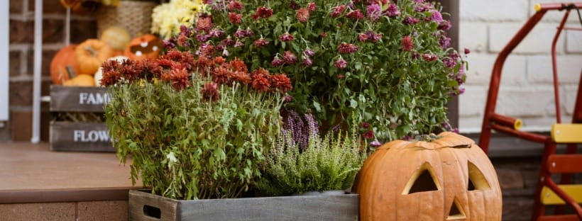 Close-up of fall flowers with jack-o-lantern